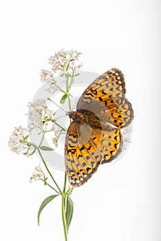 Aphrodite Fritillary - Speyeria aphrodite