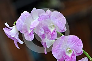 Aphrodite's phalaenopsis Pink Orchid