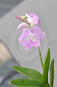 Aphrodite's phalaenopsis Pink Orchid