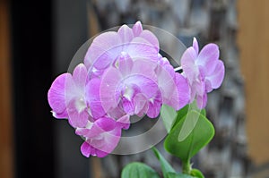 Aphrodite's Phalaenopsis Pink Orchid