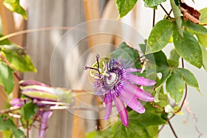 Aphrodites purple nightie passion Passiflora hybrid photo