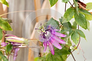 Aphrodites purple nightie passion Passiflora hybrid photo