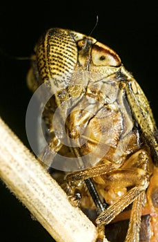 Aphrophora alni bug close up