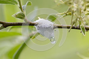 The Aphrophoridae or spittlebugs are a family of insects belonging to the order Hemiptera. Aphrophoridae willow. Meadow spittlebug