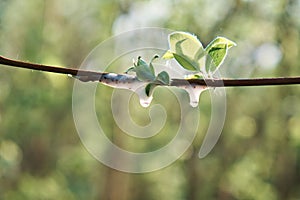 Aphrophoridae or spittlebugs are a family of insects in the order Hemiptera. Afrophora willow. Meadow spittoon on the