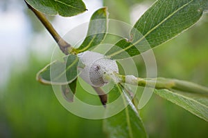 Aphrophoridae willow. Meadow spittlebug on the branches of Salix alba.