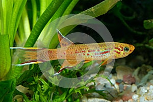 Aphyosemion fish photo