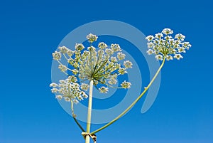 Apiaceae (Umbelliferae). photo