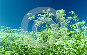 Apiaceae Umbelliferae photo