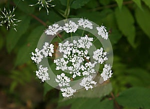 Apiaceae umbrella plant 1