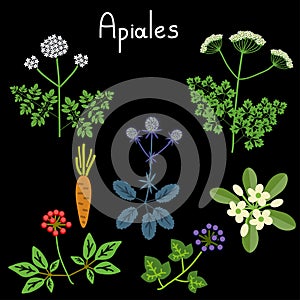 Apiales plant order