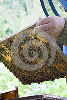 Apiarist