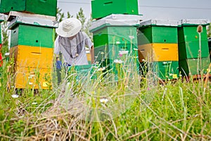 Apiarist, beekeeper barehanded working with bees