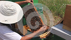 Apiarist, beekeeper is checking bees on honeycomb wooden frame