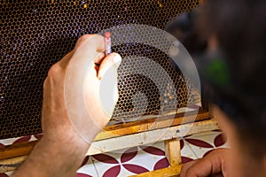 Apiarist or beekeeper extracting the bee eggs from honeycomb