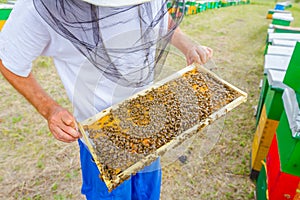 Apiarist, beekeeper is holding barehanded honeycomb with bees