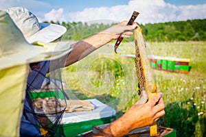 Apiarist, beekeeper is holding barehanded honeycomb with bees