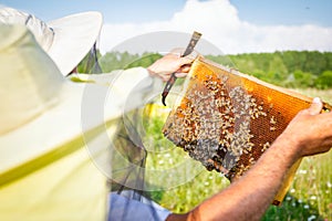 Apiarist, beekeeper is holding barehanded honeycomb with bees