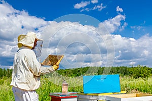 Apiarist, beekeeper is holding honeycomb with bees