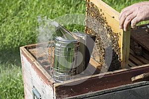 Apiarist with beekeeperâ€™s smoker working in his apiary on bee farm
