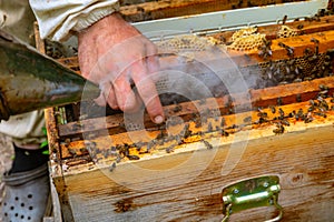 Apiarist checking a beehive. Apiculture or beekeeping concept photo.