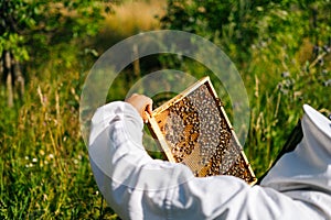 Apiarist checking honeycomb full of bees on wooden frame to control situation in bee colony.