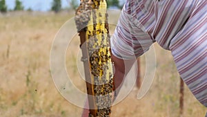 The Apiarist Checks the Frame with Honey