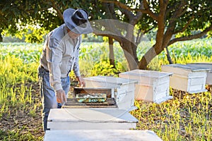 apiarist farmer working in the evening sun in the longan garden