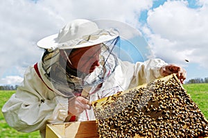 Apiarist and frame with bees.