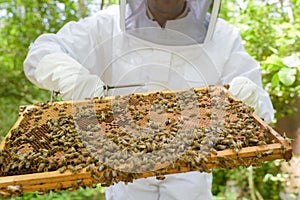 apiarist harvesting honey