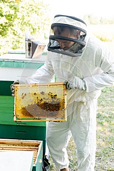 apiarist holding frame with honeycomb and