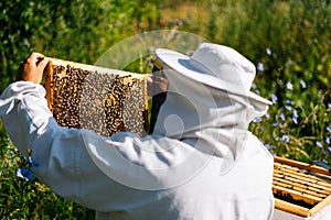 Apiarist in protective workwear and gloves is taking out the honeycomb on wooden frame