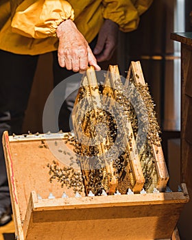 Apiarist putting hive frames on the beekeeping frame holder