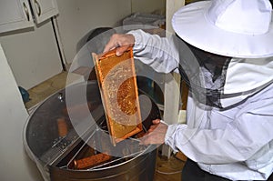 Apiarist putting honeycomb into honey extraction device during honey harvest