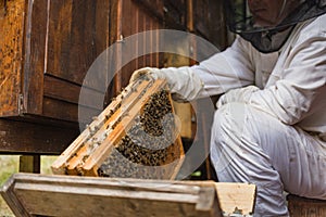 Apiarist taking the hive frames from a beehive box, close up shot