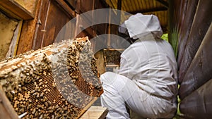 Apiarist taking the hive frames from a beehive box, close up shot