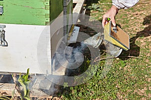 Apiarist using the bee smoker