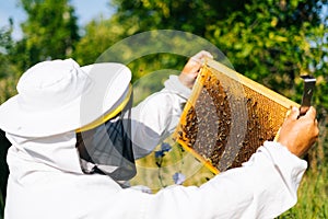 Apiarist wearing protective white suit and gloves holding honeycomb full of bees