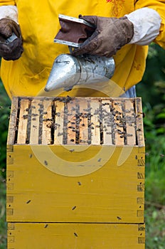 Apiarist working with bees