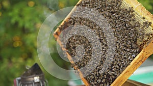 Apiarist working with bees and beehives on apiary