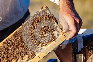 Apiarist is working in his apiary. Frames of a bee hive. Apiculture