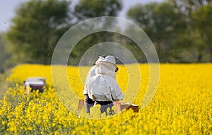 Apiarists in rapeseed field