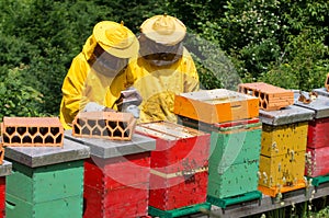 Apiarists working