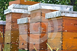 Apiary