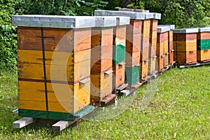 Apiary photo