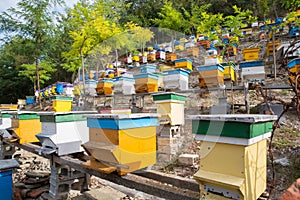 Apiary in a back yard. Beekeeping.