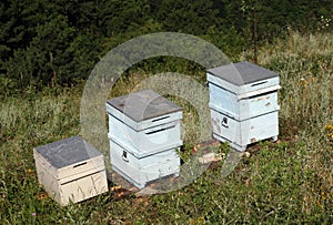 Apiary (bee garden)