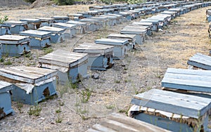 Apiary or bee yard full of man made hives for bees