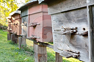 Apiary. Beehives on the meadow