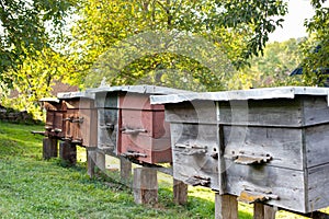 Apiary. Beehives on the meadow